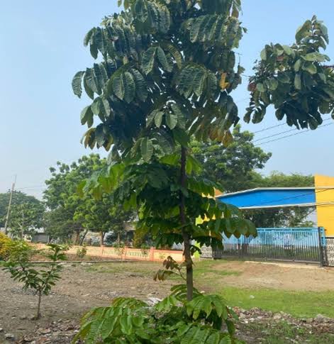 Pohon Matoa